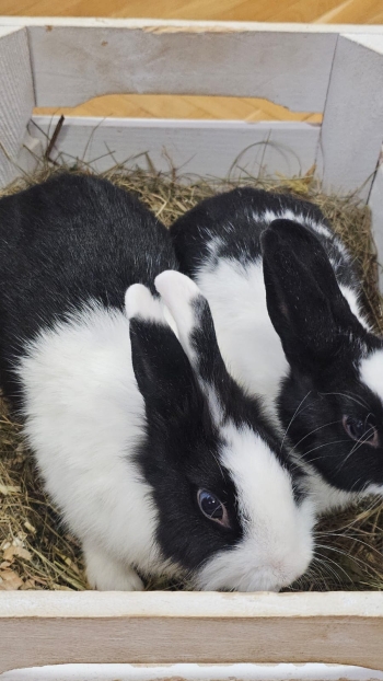 Zdjęcie WhatsApp 2025-09-17 o 12.41.34_921450fb