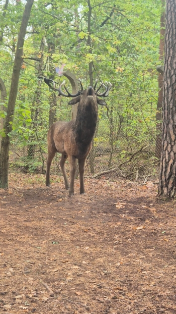 Zdjęcie WhatsApp 2025-10-02 o 12.10.36_d58affa1